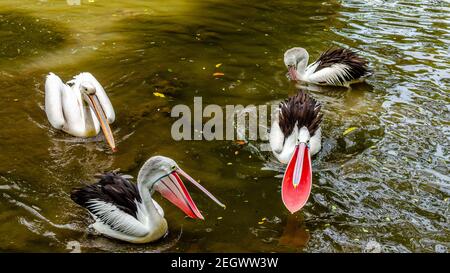 Pelicans wide opening their large throat pouch Stock Photo