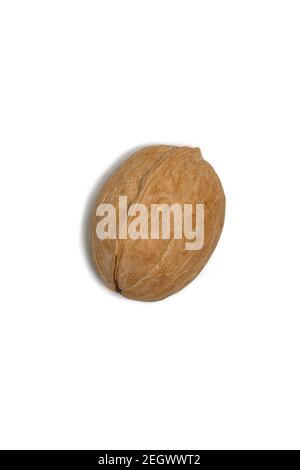 One whole walnut on white background. macro photo Stock Photo