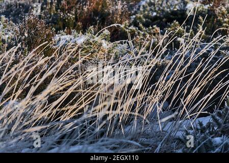 Beautiful natural patterned winter background of frozen tall grass and gorse plant in Dublin and Wicklow mountains, Ireland. Unusual Irish winter Stock Photo