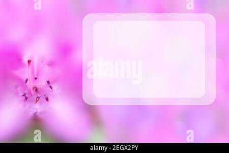 Mock up concept with pink azalea and transparent rectangular text space. Blurred background with macro flower. Spring, summer template. Elegant image Stock Photo