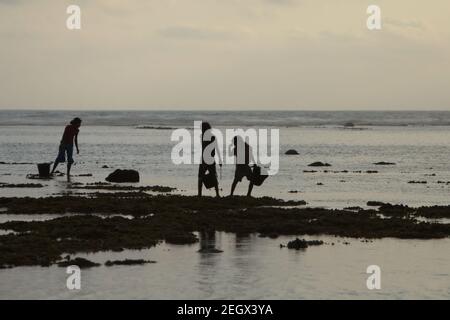 Young women silhouetted as they are walking on rocky beach during low tide, carrying plastic buckets to collect sea products. Stock Photo