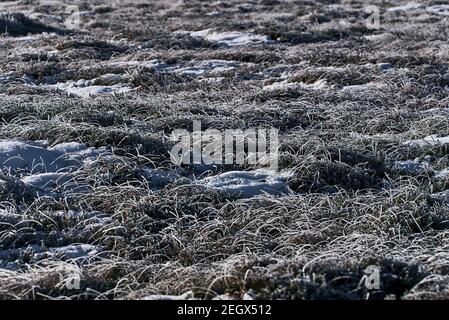 Beautiful natural patterned winter background of frozen grass and gorse plant in Dublin and Wicklow mountains, Ireland. Unusual Irish winter Stock Photo