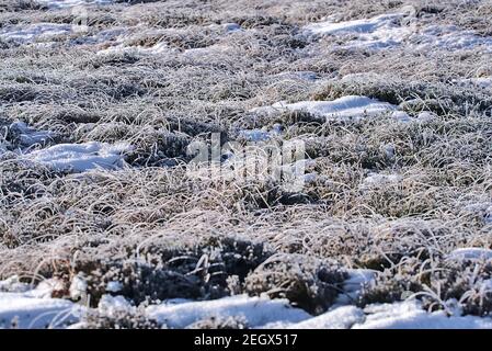 Beautiful natural patterned winter background of frozen grass and gorse plant in Dublin and Wicklow mountains, Ireland. Unusual Irish winter Stock Photo