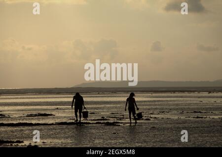 Young women silhouetted as they are walking on rocky beach during low tide, carrying plastic buckets to collect sea products. Stock Photo