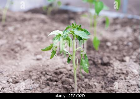planting young tomatoes in a greenhouse. High quality photo Stock Photo