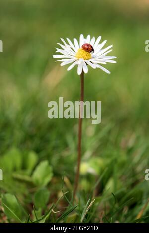 A small red ladybug with black dots crawls on the daisy flower Stock Photo