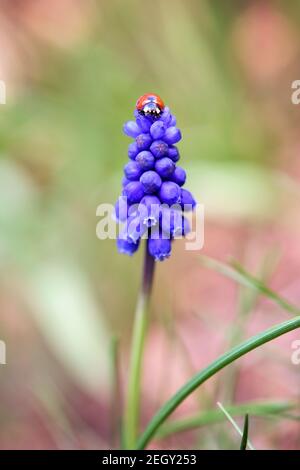 A small red ladybug with black dots crawls on the blue hyacinth Stock Photo