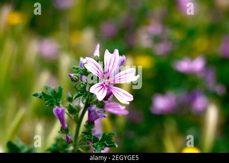 Flower Phlox subulata Candy Stripe Stock Photo