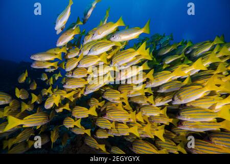 Large school of yellow Bluebanded snapper fish (Bluelined snapper) swimming away closeup of group Stock Photo