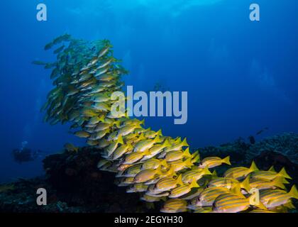 Large school of yellow Bluebanded snapper fish (Bluelined snapper) swimming over the reef with a scuba diver in the background Stock Photo