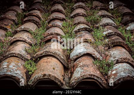 small plants growing on roof tiles in Urbino Stock Photo