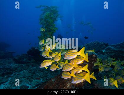 Large school of yellow Bluebanded snapper fish (Bluelined snapper) swimming over the reef with scuba divers in the distant background Stock Photo