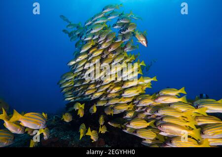 Large school of yellow Bluebanded snapper fish (Bluelined snapper) swimming over the reef with the surface visible Stock Photo