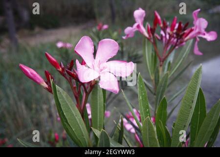 flower of a pink oleander, Nerium oleander, with the green leaves in the background Stock Photo