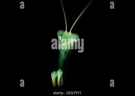 Close up view a praying mantis in night. (Mantis religiosa) Stock Photo