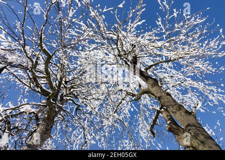 Fraxinus excelsior trees in winter frozen hoar frost on the branches Stock Photo