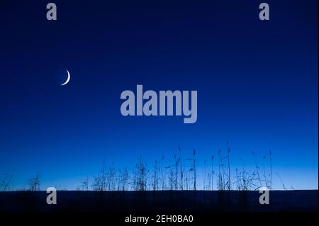 Crescent moon in the blue sky. Common reeds (Phragmites australis) in the foreground. Stock Photo