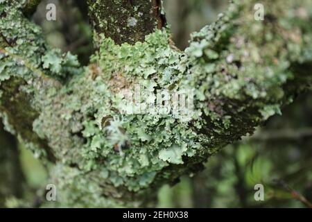 Close-up of Varied Rag Lichen ( Platismatia glauca ), over a branch tree Stock Photo