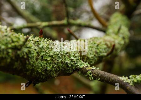 Close-up of Parmotrema Ruffle Lichens (Genus Parmotrema), over a branch tree Stock Photo