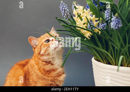 Ginger cat smelling spring flowers in pot. Pet enjoys blooming yellow hyacinths, muscari on grey background. Easter concept Stock Photo