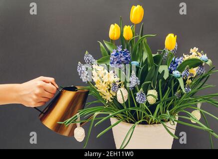 Easter egg pot with spring flowers. Watering yellow tulips, hyacinths, blue muscari with watering can on grey background. Holiday decoration Stock Photo