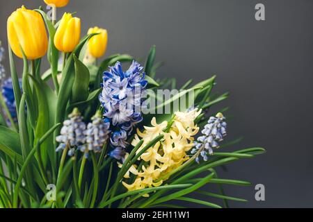 Easter composition of spring flowers. Yellow tulips, hyacinths, blue muscari on grey background. Holiday decoration. Space Stock Photo