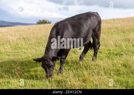 Aberdeen Angus bull in field Stock Photo - Alamy