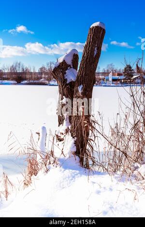 old single tree trunk with sawed off branches in the snow surrounded with dried un reeds. The sky is blue with some clouds. It is a beautiful day Stock Photo