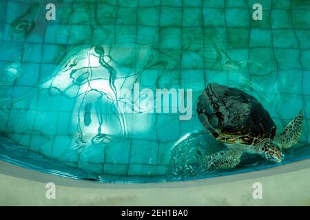 Hawksbill sea turtle in the turtle pond Stock Photo