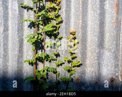 The rusty corrugated iron fence with the Phyllanthus reticulatus Poir leaf Stock Photo
