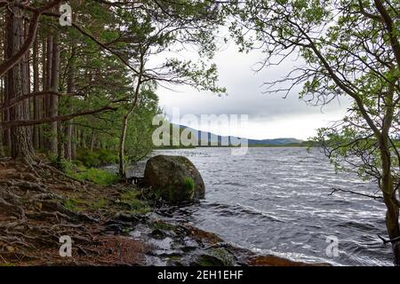 Conifers line the side of Loch Morlich near Aviemore, on a windy wet day in May, with the tangled exposed tree roots seen on the waters edge. Stock Photo