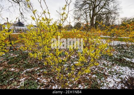 Light lemon yellow Hamamelis x intermedia 'Sunburst' witch hazel flowering RHS Garden, Wisley, Surrey in winter with a background of snow Stock Photo