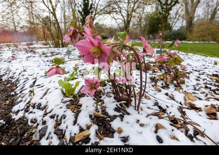 Purple hellebore Walberton's Rosemary Walhero flowering in snow RHS Garden, Wisley, Surrey in winter Stock Photo