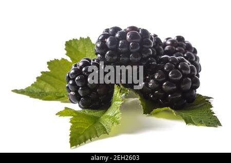blackberries with leaves on a white background (blank for your photo manipulations / collages) Stock Photo