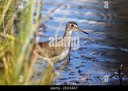Solitary sandpiper in a forest pond near the Yaak River during spring migration. Yaak Valley, northwest Montana. (Photo by Randy Beacham) Stock Photo