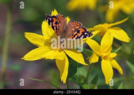 Painted lady butterfly sipping nectar from Heart-leaved Arnica. Kootenai National Forest, Montana. (Photo by Randy Beacham) Stock Photo