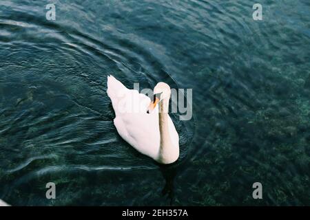 a white swan on the Zurich lake at the beginning of February 2021 in Switzerland, Europe Stock Photo