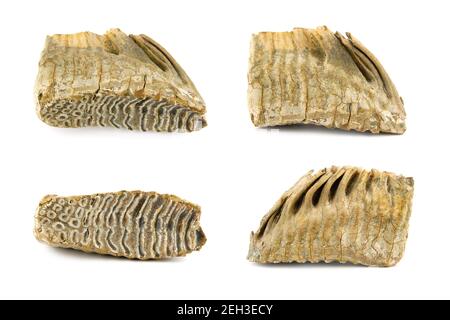 Mammoth tooth isolated on a white background (30,000 years old) Stock Photo