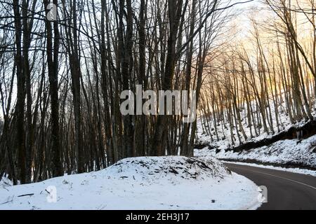 Aspromonte - Snowy forest Credit Giuseppe Andidero Stock Photo