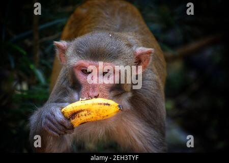 macaque monkey in indian jungle macaque monkey isolated wildlife hd Stock Photo