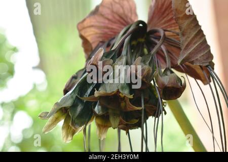 bat flower or Tacca chantrieri tropical herb blooming in garden Stock Photo