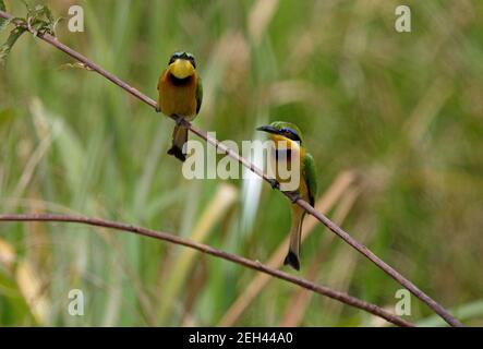 Little Bee-eater (Merops pusillus cyanostictus) two adults perched on thin branch Nairobi NP, Kenya         October Stock Photo