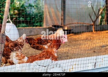 Image of Chickens on traditional free range poultry farm in thailand Stock Photo