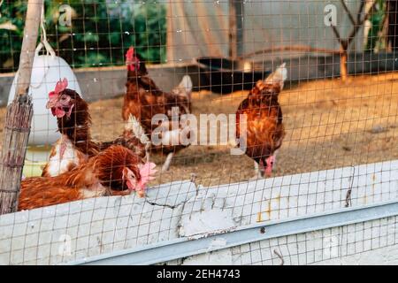 Image of Chickens on traditional free range poultry farm in thailand Stock Photo