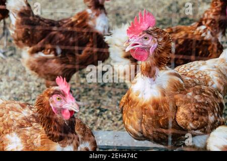 Image of Chickens on traditional free range poultry farm in thailand Stock Photo