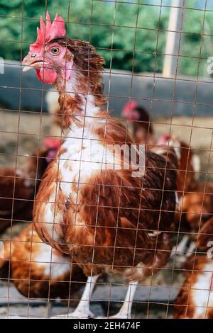 Image of Chickens on traditional free range poultry farm in thailand Stock Photo