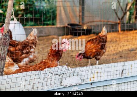 Image of Chickens on traditional free range poultry farm in thailand Stock Photo