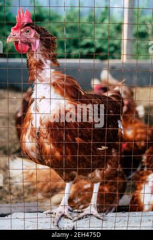 Image of Chickens on traditional free range poultry farm in thailand Stock Photo