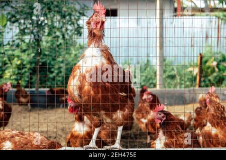 Image of Chickens on traditional free range poultry farm in thailand Stock Photo