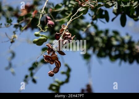 Manila tamarind fruit on tree, tropical fruit. Stock Photo